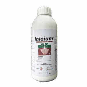 INICIUM
